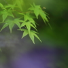 藤薫る日陰にて