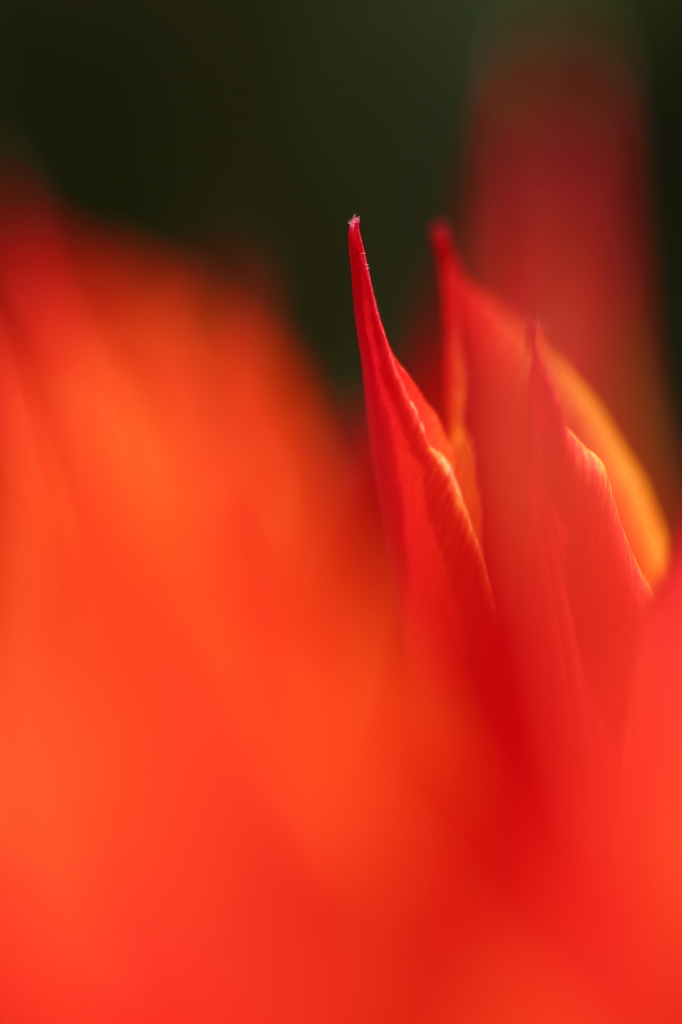 Passion in the Dark