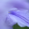 蒼脈