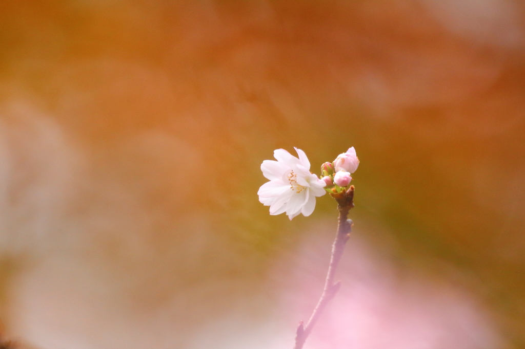 錦秋桜花