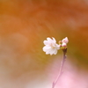 錦秋桜花