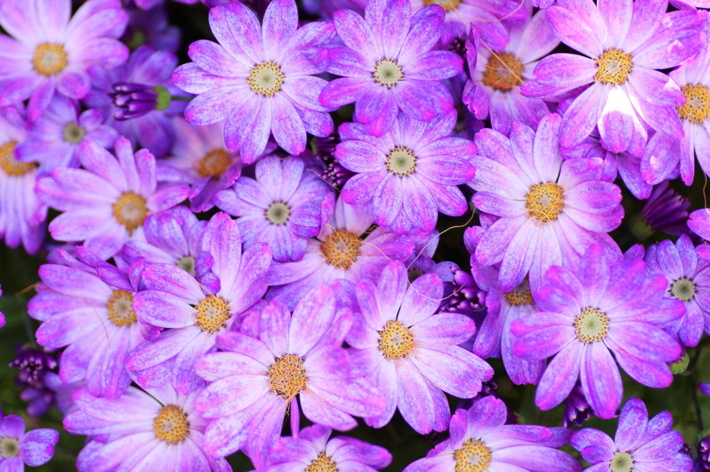 Bloom Bloom Bloom