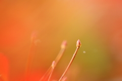 冬の芽生え