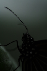 Under Butterfly Portrait