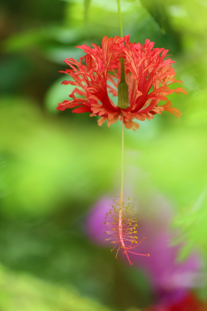 華風鈴
