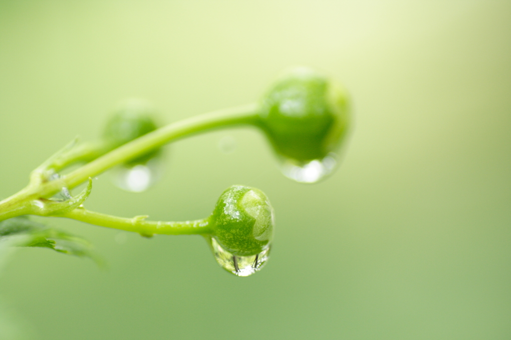 Aqueous Jewel 3
