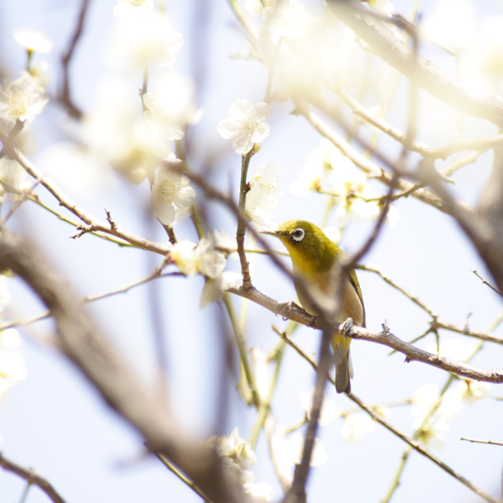 春うららか