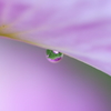 Aqua Violet