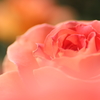 Fragrance7
