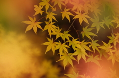 たおやかな刻