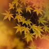 たおやかな刻