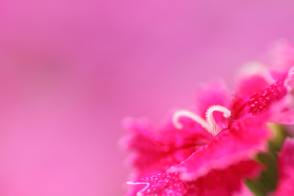 Pretty Pink !