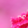 Pretty Pink !
