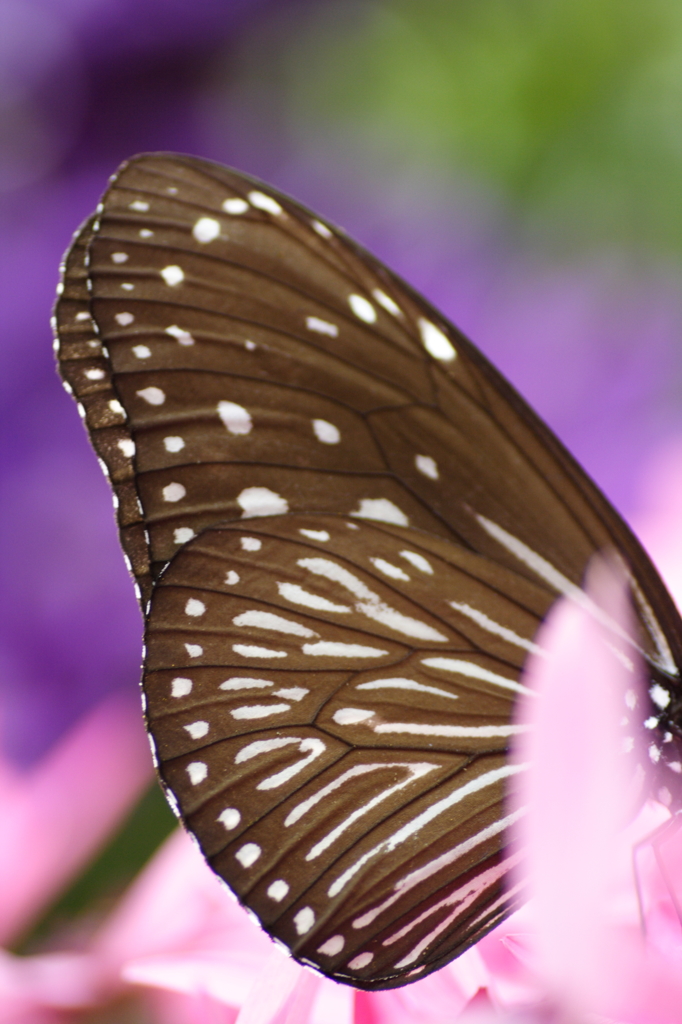 Whose WING? 8
