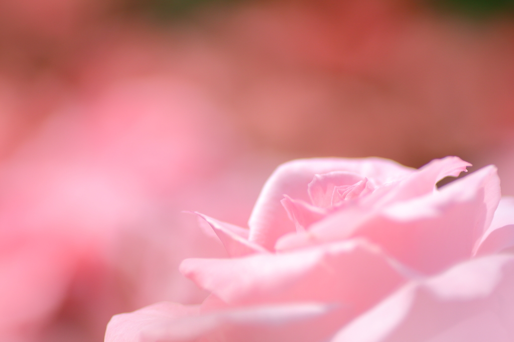 Mystic Rose