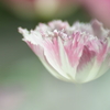 浮遊花