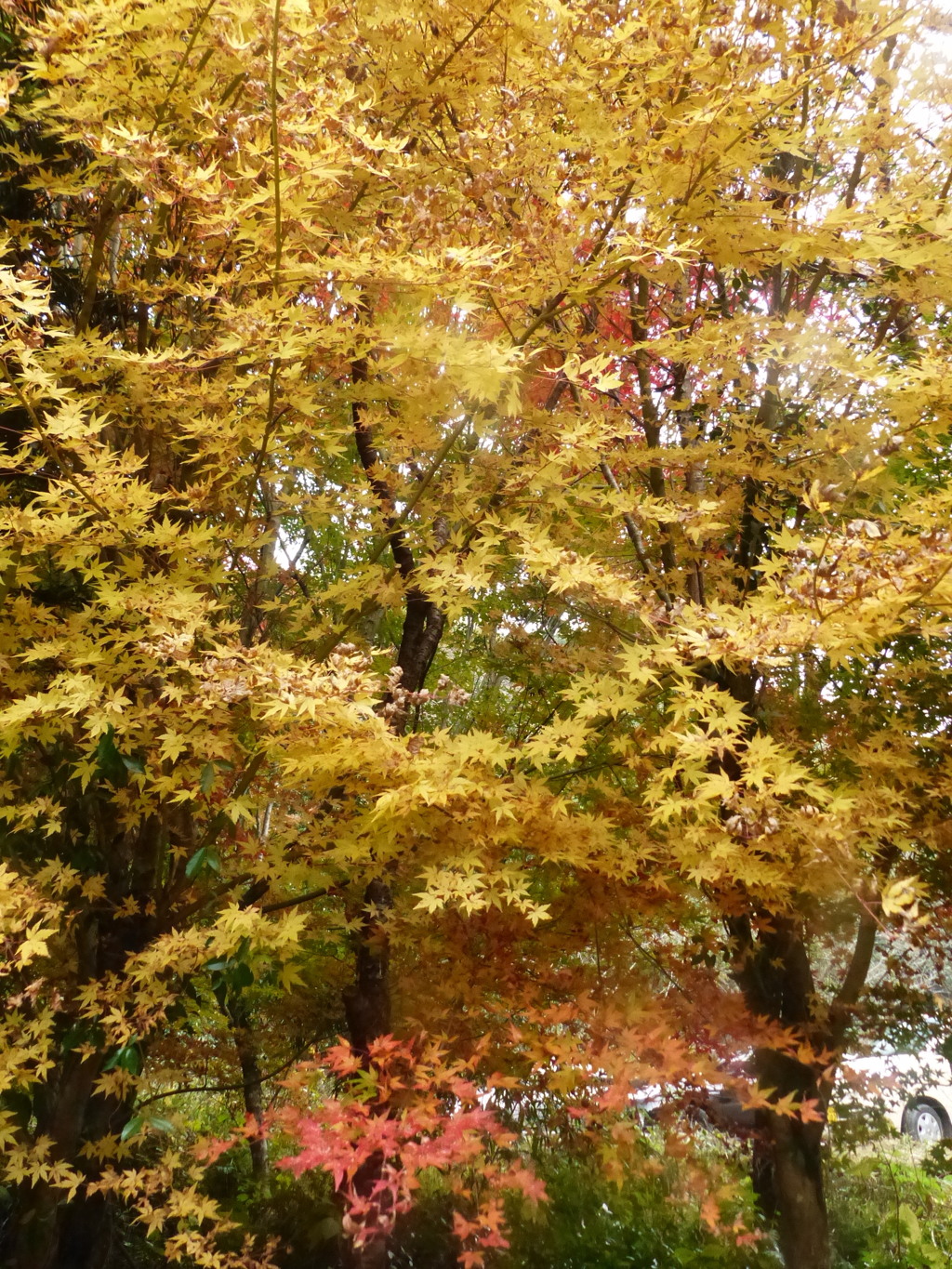 気温高かったので黄色に