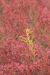 干潟に咲きます