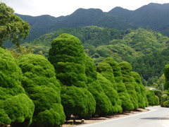 田主丸内山グリーン株