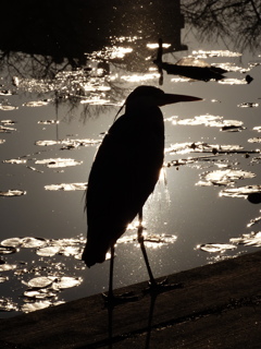 火の鳥シリーズ