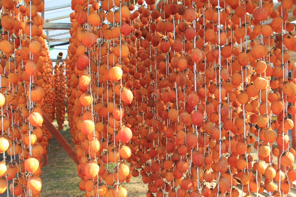 ビニールハウス