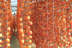 ビニールハウス