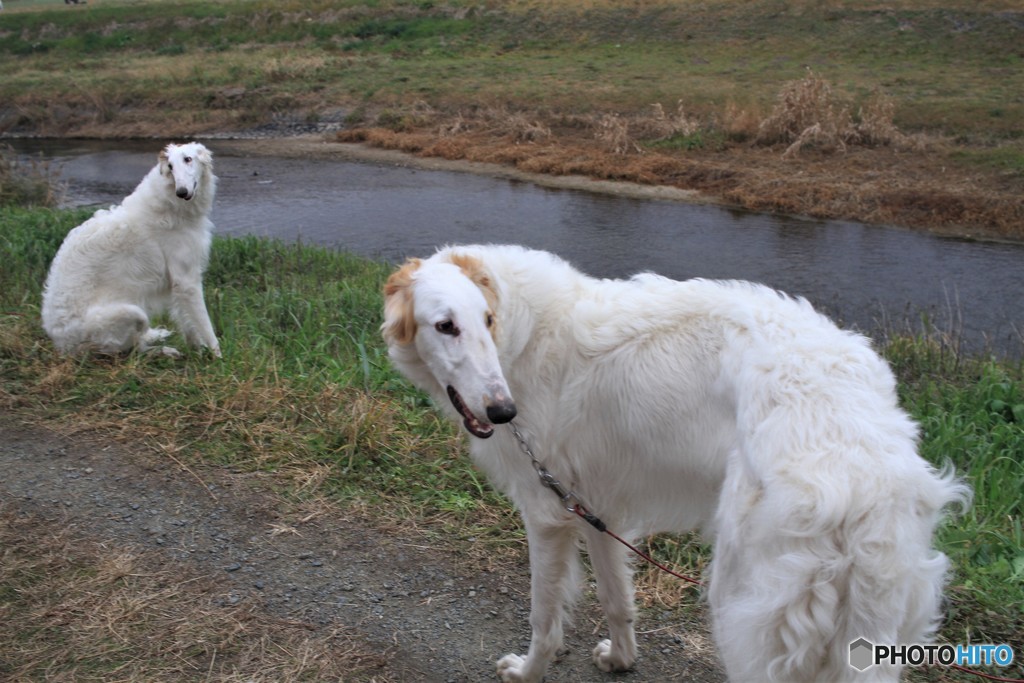ワンだふるな一年に