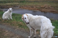 ワンだふるな一年に