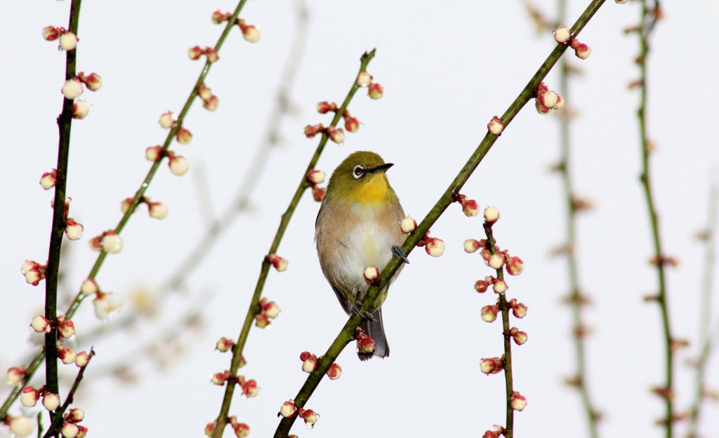 近いうち梅園行きますよ