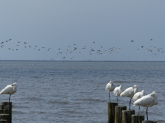 干潟の楽園