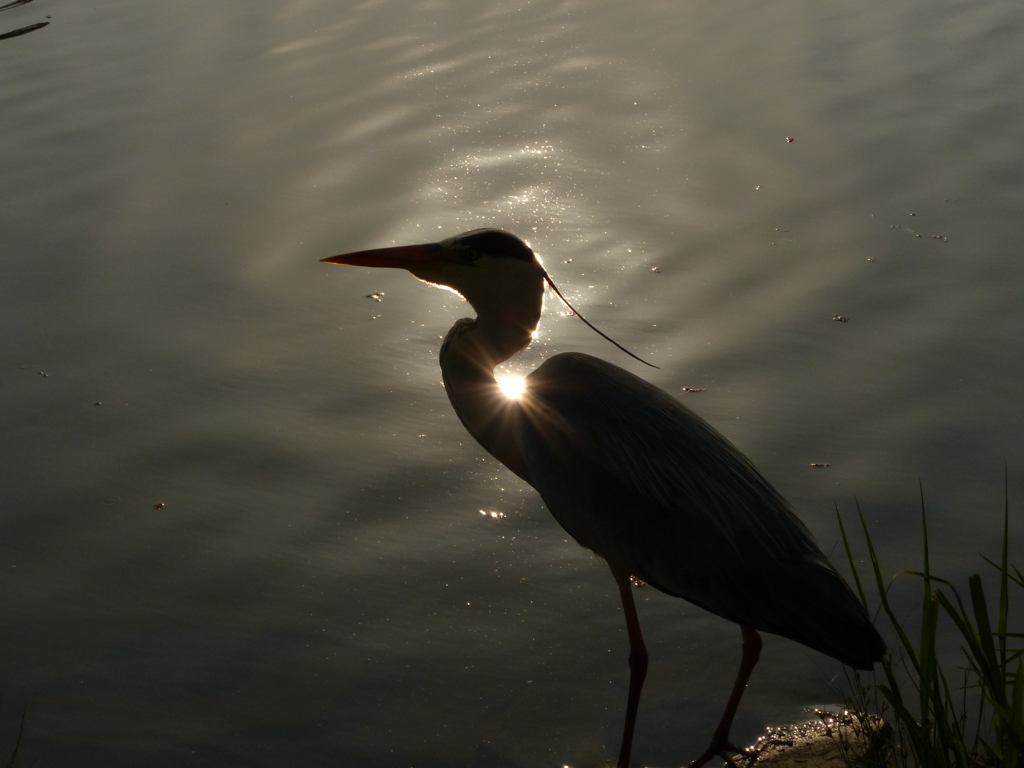 あおちゃんシリーズ