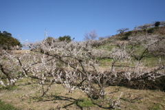 和歌山の南部に似てます