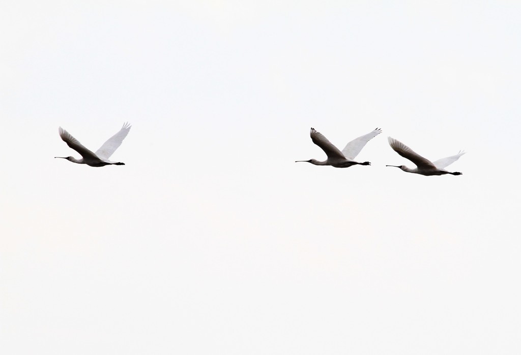 カッコイイです