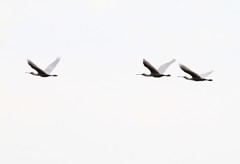 カッコイイです