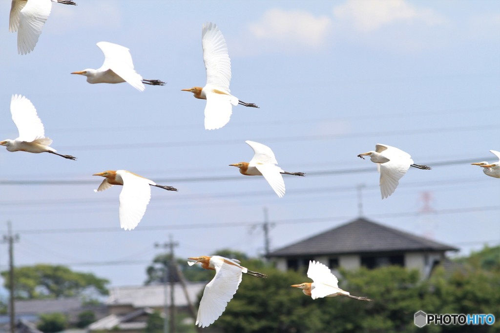 ３００mレンズで