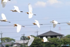 ３００mレンズで