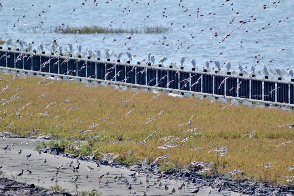 めったに見れません