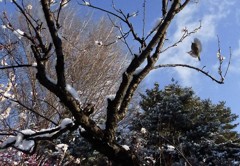 メジロのジャンプ