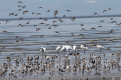 今日のクロツラ