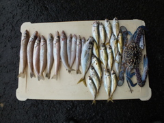 大物キス釣ったどー