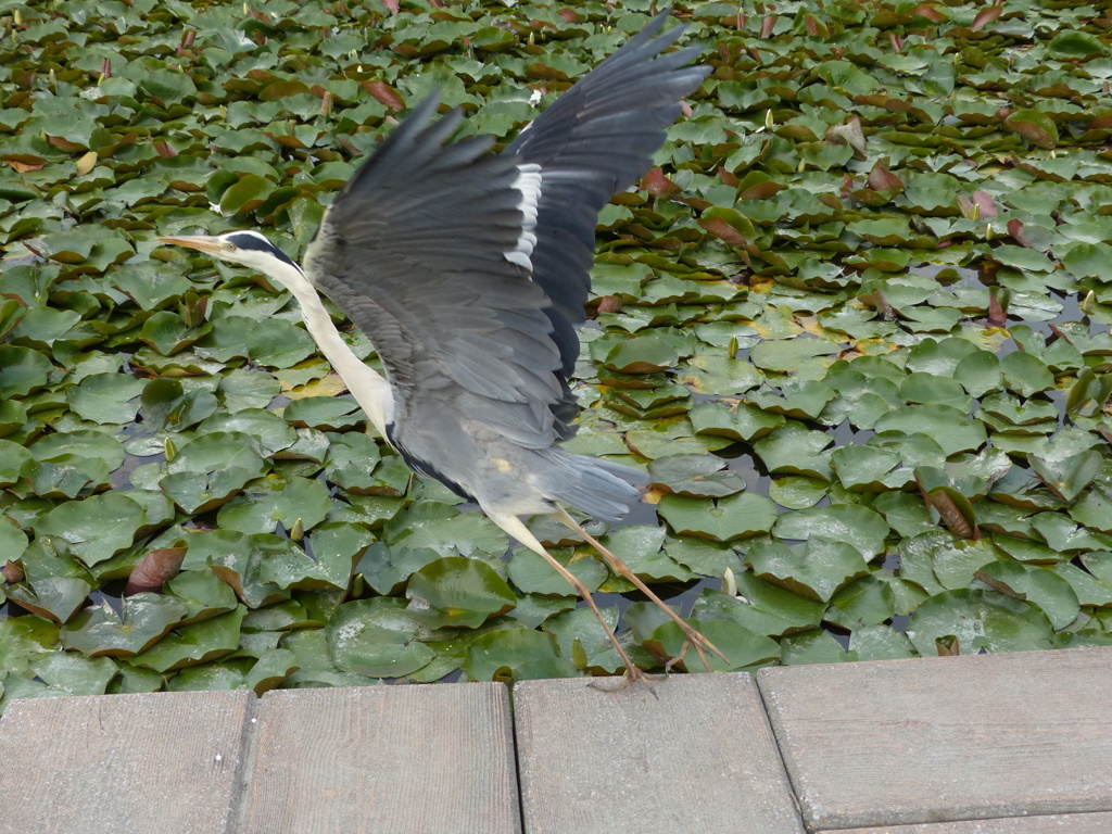 今日のあおちゃん