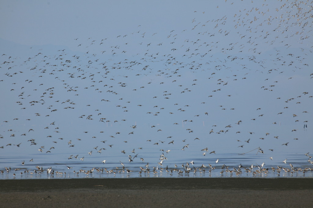 Ⅰ羽すごいのが