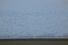 Ⅰ羽すごいのが