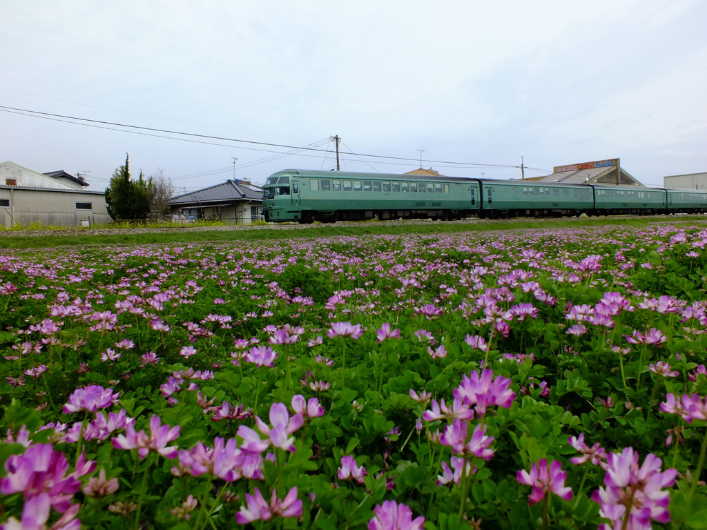 花と列車