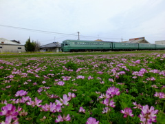 花と列車