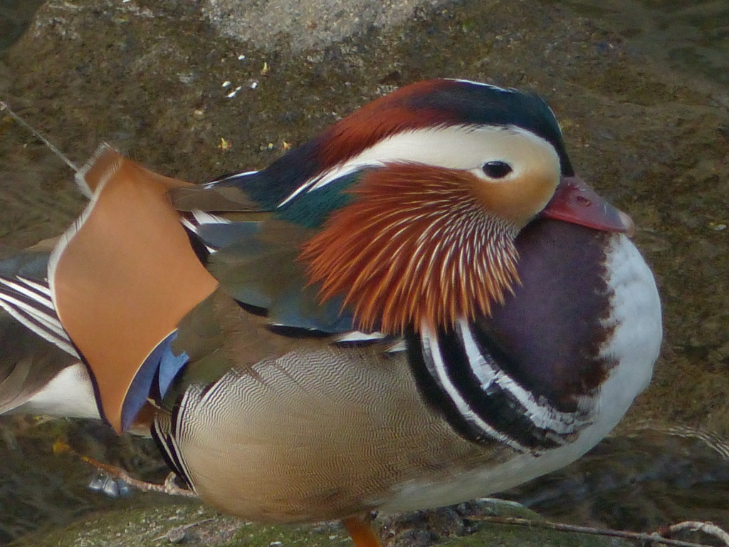 羽がすごいですね