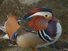 羽がすごいですね