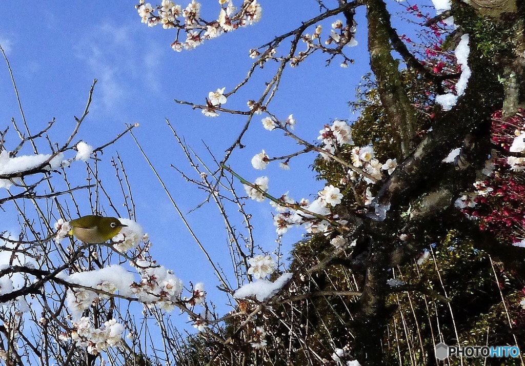 雪と梅と
