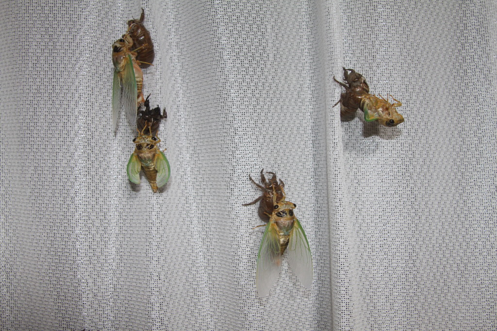 これはクマゼミばかり