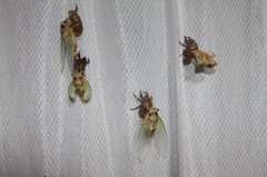 これはクマゼミばかり